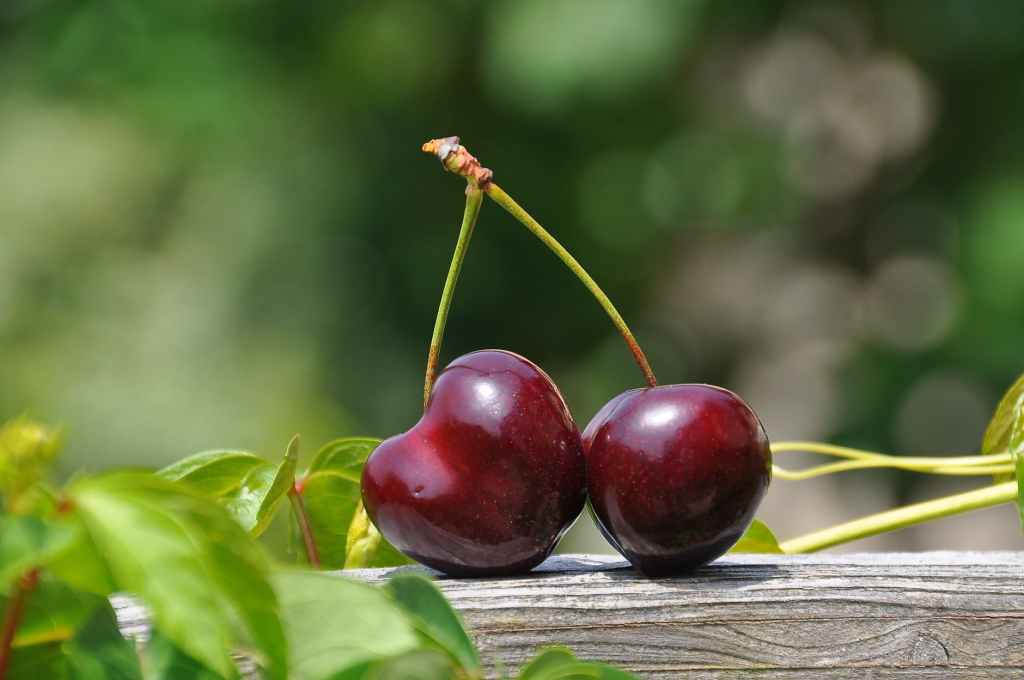 Nutrition benefits of&nbsp;cherries
